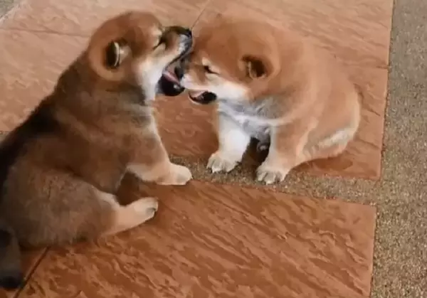 【可愛さヤバイ】キュートが重なれば…それって可愛さ何倍？同時に同じ仕草をする柴犬たちに、うっかりメロメロ。【動画】