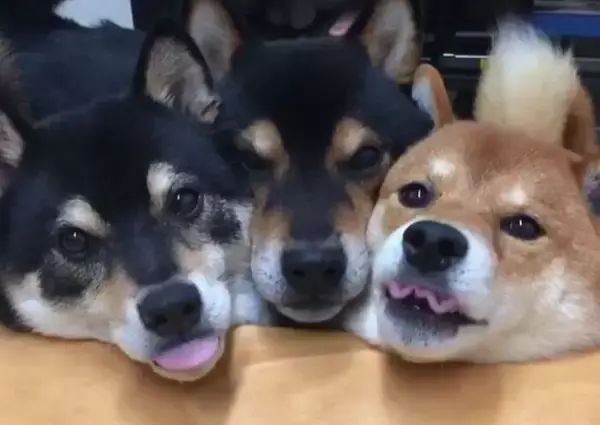 「【可愛さヤバイ】キュートが重なれば…それって可愛さ何倍？同時に同じ仕草をする柴犬たちに、うっかりメロメロ。【動画】」の画像