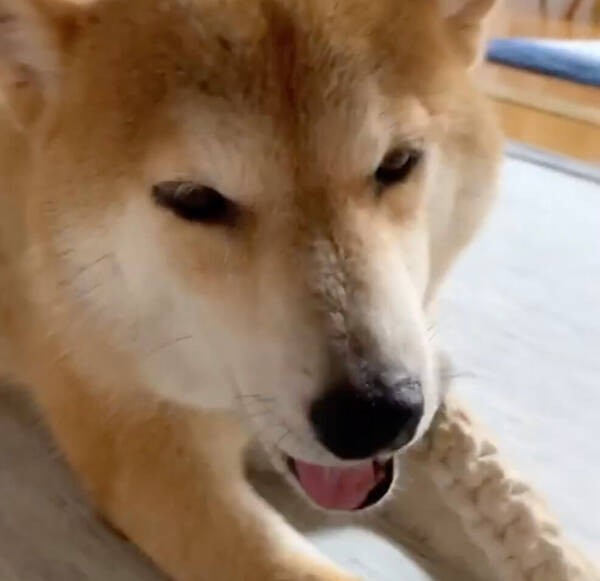 自分 おもちゃはロープ一択なんで ｷﾘｯ 柴犬は 子犬であってもこだわりのクセがつよい 動画あり 19年12月27日 エキサイトニュース