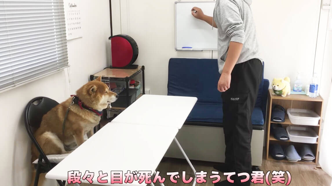柴犬が自分のおやつ会議に出席。討論中はダラけて眠気、試食では超食い気味…な一部始終が笑える【動画】