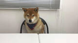 「柴犬が自分のおやつ会議に出席。討論中はダラけて眠気、試食では超食い気味…な一部始終が笑える【動画】」の画像7