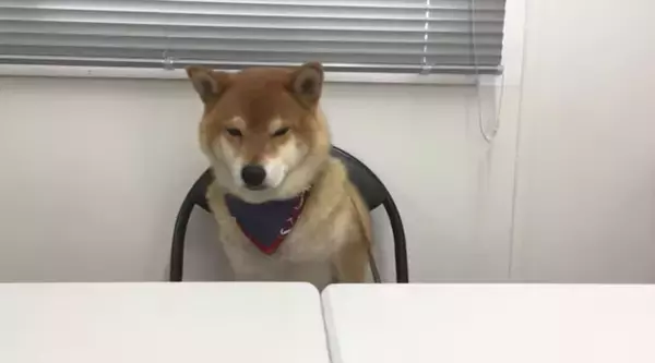 「柴犬が自分のおやつ会議に出席。討論中はダラけて眠気、試食では超食い気味…な一部始終が笑える【動画】」の画像