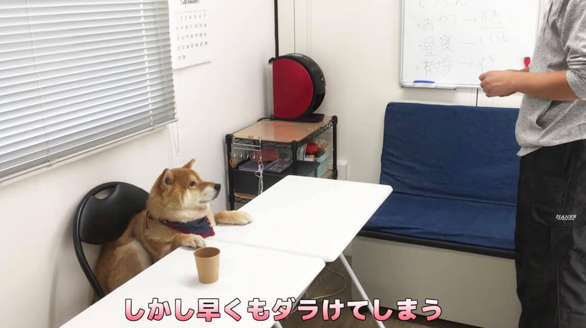 柴犬が自分のおやつ会議に出席。討論中はダラけて眠気、試食では超食い気味…な一部始終が笑える【動画】