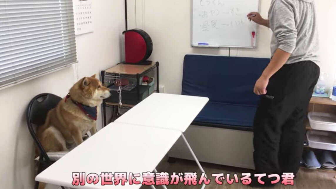 柴犬が自分のおやつ会議に出席。討論中はダラけて眠気、試食では超食い気味…な一部始終が笑える【動画】