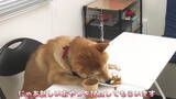 「柴犬が自分のおやつ会議に出席。討論中はダラけて眠気、試食では超食い気味…な一部始終が笑える【動画】」の画像9