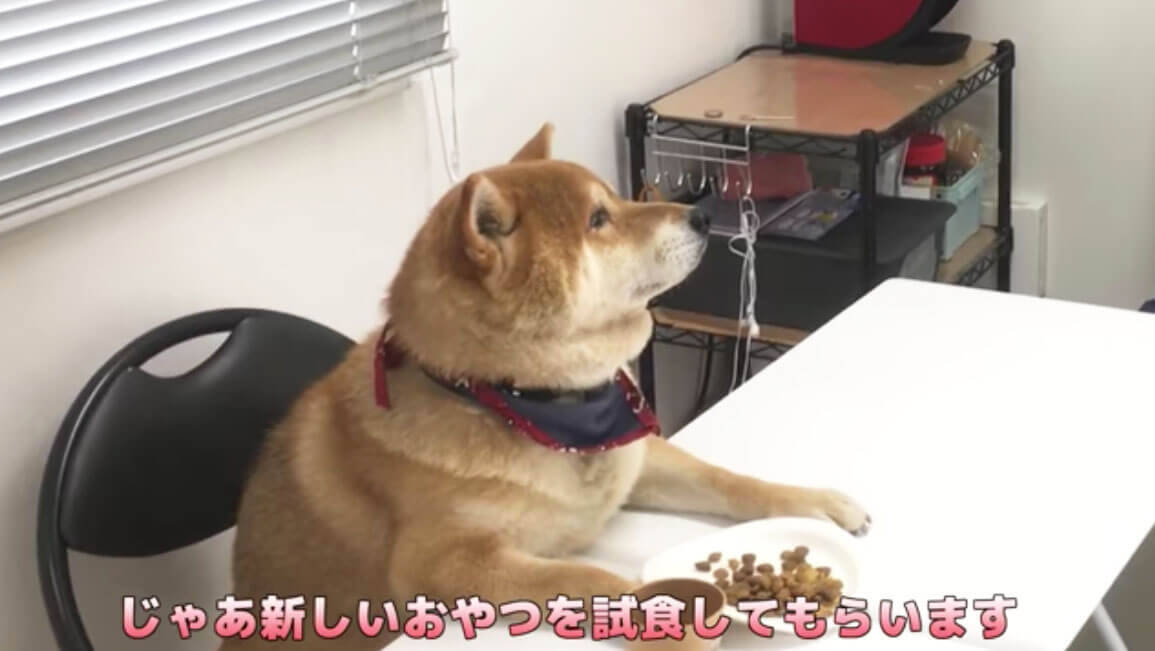 柴犬が自分のおやつ会議に出席。討論中はダラけて眠気、試食では超食い気味…な一部始終が笑える【動画】