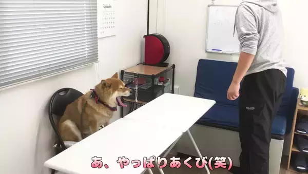 「柴犬が自分のおやつ会議に出席。討論中はダラけて眠気、試食では超食い気味…な一部始終が笑える【動画】」の画像