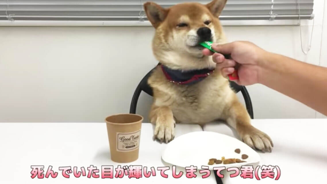 柴犬が自分のおやつ会議に出席。討論中はダラけて眠気、試食では超食い気味…な一部始終が笑える【動画】
