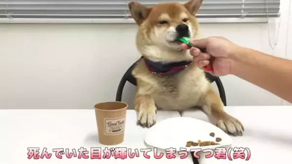 「柴犬が自分のおやつ会議に出席。討論中はダラけて眠気、試食では超食い気味…な一部始終が笑える【動画】」の画像