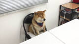 「柴犬が自分のおやつ会議に出席。討論中はダラけて眠気、試食では超食い気味…な一部始終が笑える【動画】」の画像14
