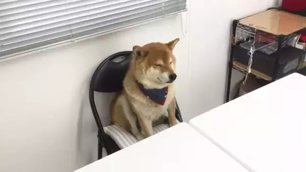 「柴犬が自分のおやつ会議に出席。討論中はダラけて眠気、試食では超食い気味…な一部始終が笑える【動画】」の画像