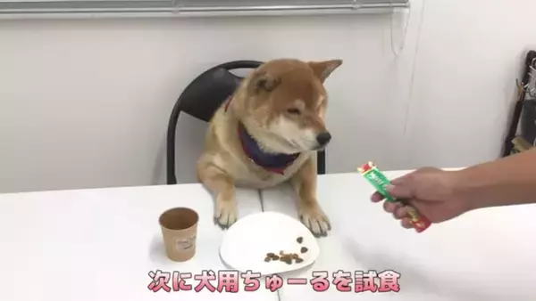 「柴犬が自分のおやつ会議に出席。討論中はダラけて眠気、試食では超食い気味…な一部始終が笑える【動画】」の画像