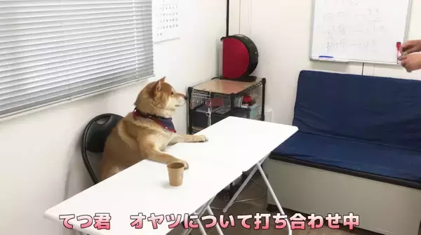 柴犬が自分のおやつ会議に出席。討論中はダラけて眠気、試食では超食い気味…な一部始終が笑える【動画】