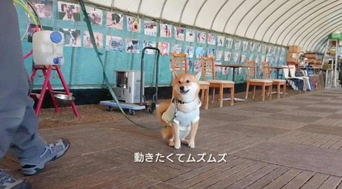 しつけ教室で 待て をする柴犬 モジモジしながらも頑張ってる姿が 健気だし可愛いけど ちょっとニヤける 動画 年1月11日 エキサイトニュース