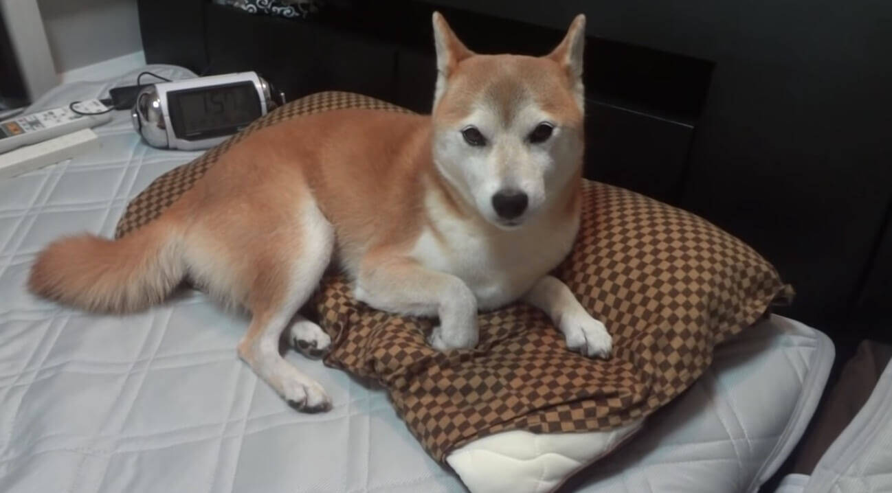 どいてください 飼い主の枕で寝たいがために 我が物顔でドシッと鎮座する柴犬 強い 動画 年1月17日 エキサイトニュース