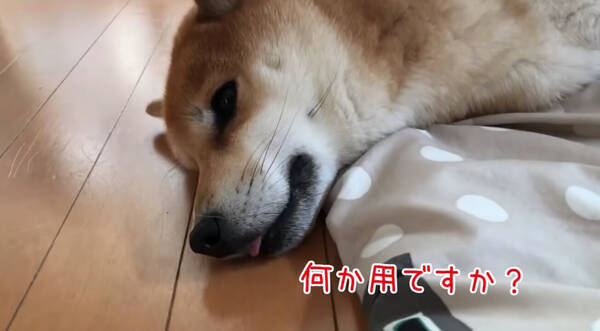 大嫌いなシャンプーに連行され わかりやすくしょぼくれてしまった柴犬が たまらなく愛おしい 動画 年1月15日 エキサイトニュース