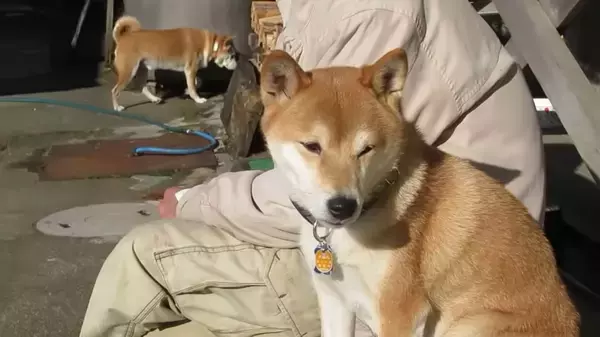 「「キリッ。」我が家への不審な進入を察知した『柴犬ネコ調査隊』が、鋭意出動開始したもよう。【動画】」の画像