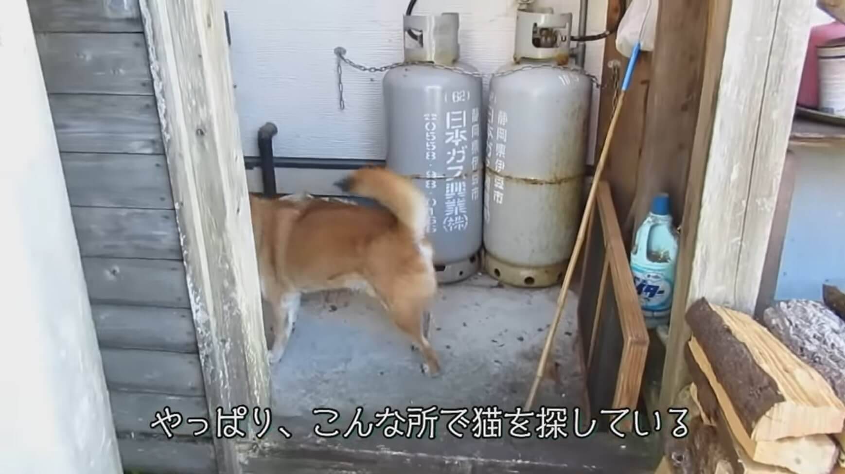 キリッ 我が家への不審な進入を察知した 柴犬ネコ調査隊 が 鋭意出動開始したもよう 動画 年1月16日 エキサイトニュース