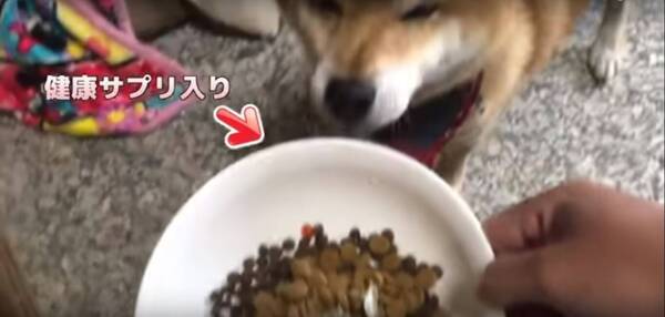手で食べさせて欲しくて わざとごはんを残して無言でアピールする 超甘えんぼさんな柴犬 動画 年1月28日 エキサイトニュース