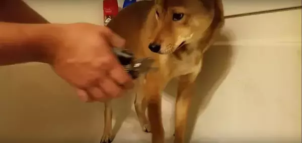 「「あ…あぁ…っ(困)」爪切りが苦手な柴犬。悲壮感強すぎて、なんか人間に見えてくる…【動画】」の画像
