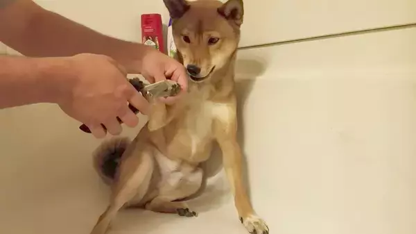 「「あ…あぁ…っ(困)」爪切りが苦手な柴犬。悲壮感強すぎて、なんか人間に見えてくる…【動画】」の画像