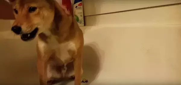 「「あ…あぁ…っ(困)」爪切りが苦手な柴犬。悲壮感強すぎて、なんか人間に見えてくる…【動画】」の画像