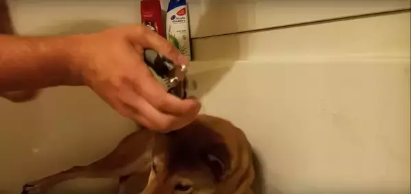 「「あ…あぁ…っ(困)」爪切りが苦手な柴犬。悲壮感強すぎて、なんか人間に見えてくる…【動画】」の画像