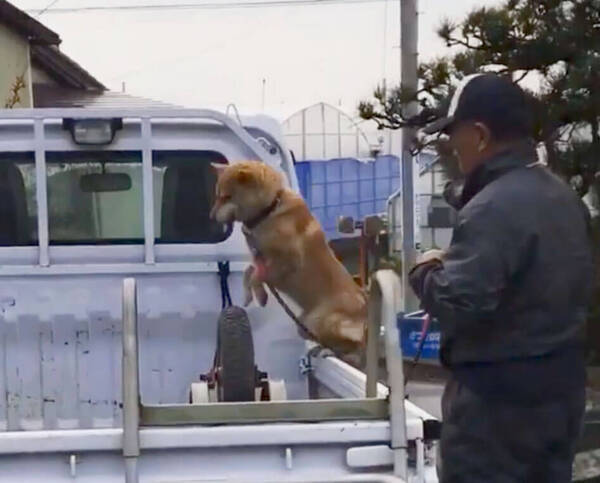 軽やかにピョーンと軽トラに乗り込む柴犬 彼らは こんなジャンプなら朝飯前らしい すごジャンプ動画 年2月11日 エキサイトニュース