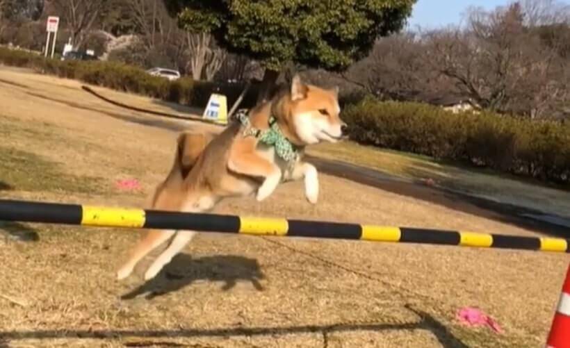 軽やかにピョーンと軽トラに乗り込む柴犬 彼らは こんなジャンプなら朝飯前らしい すごジャンプ動画 年2月11日 エキサイトニュース