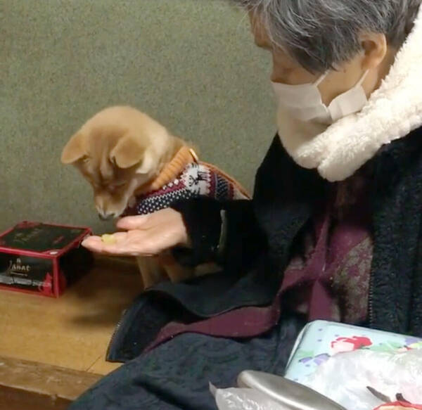 お芋ちゃん 食べていいよ おばあちゃんにおねだりする柴犬 和やかでほっこりしちゃう ほのぼの動画3本 年1月24日 エキサイトニュース