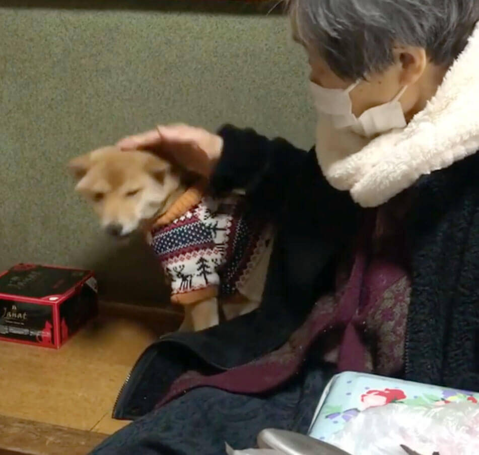 「お芋ちゃん、食べていいよ」おばあちゃんにおねだりする柴犬。和やかでほっこりしちゃう、ほのぼの動画3本。