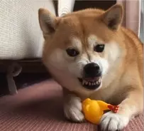 天使なの 何をしていても愛らしい柴犬の子犬は もう絶対この世で一番カワイイ生き物である ニヤニヤ注意 年1月日 エキサイトニュース