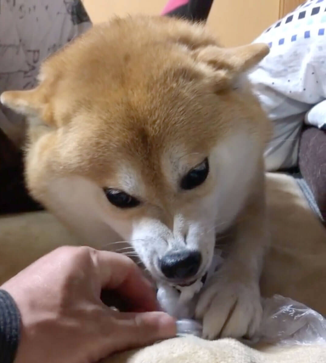 飼い主に対して きかん気 の強すぎる柴犬 一瞬で豹変する態度がとにかく素直すぎて憎めない カワイイ 動画 年1月18日 エキサイトニュース