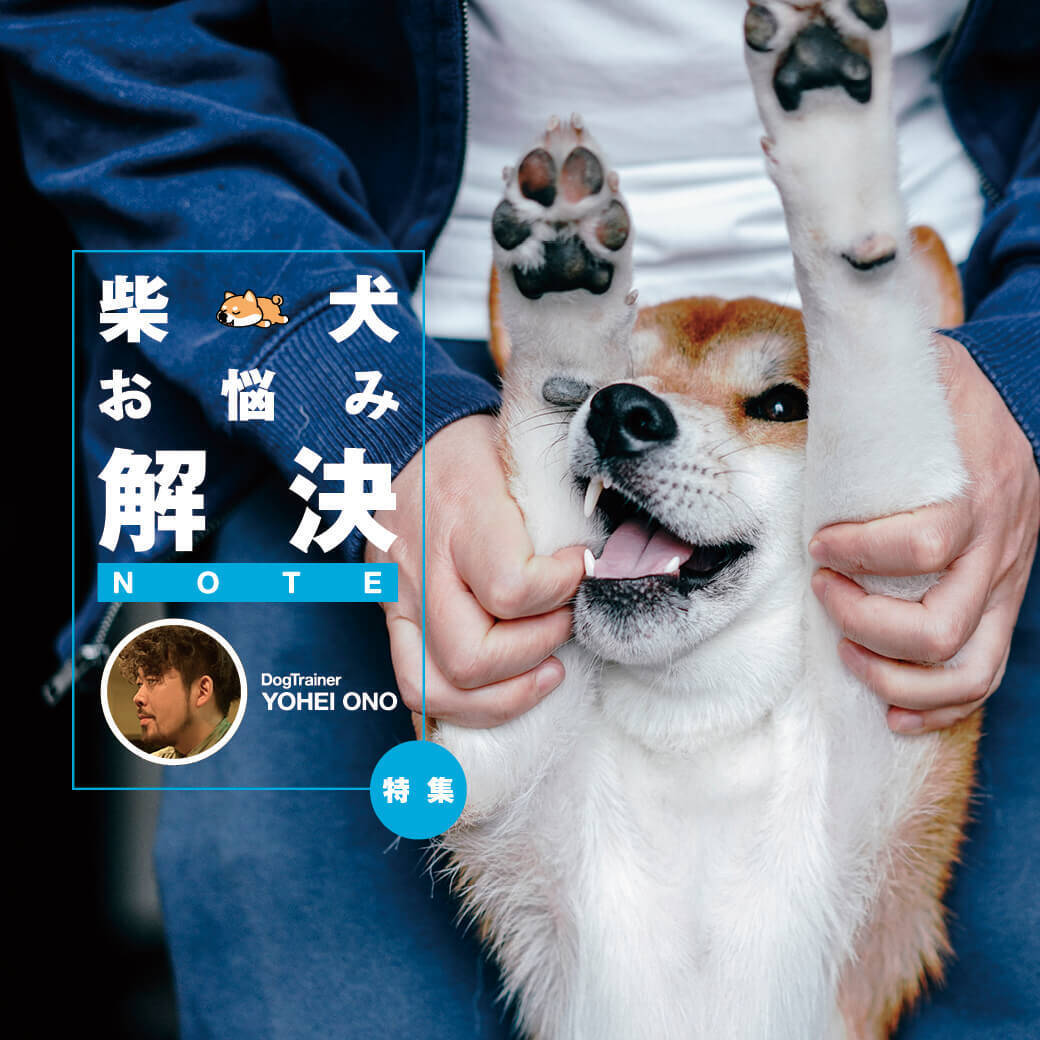 柴犬お悩み解決note 9 脱走の名人 ケージで留守番ができません ドッグトレーナー 小野洋平がズバリ回答 年1月21日 エキサイトニュース