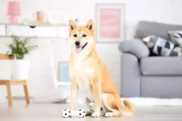 「【柴犬お悩み解決NOTE】#9 脱走の名人!? ケージで留守番ができません【ドッグトレーナー・小野洋平がズバリ回答】」の画像