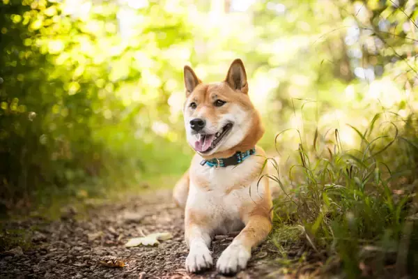 「【柴犬お悩み解決NOTE】#10 散歩中、犬に会うと必ず「伏せ」をして動きません【ドッグトレーナー・小野洋平がズバリ回答】」の画像