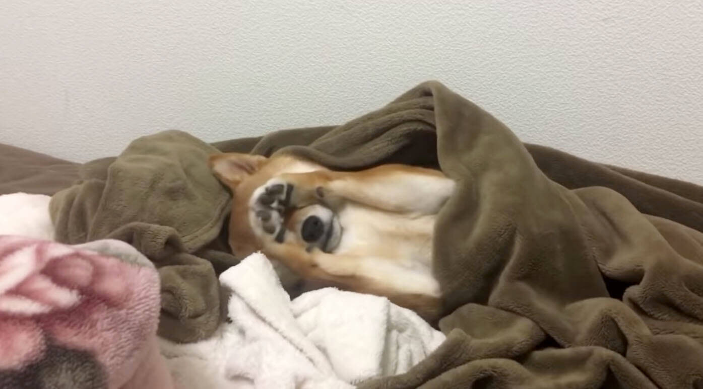寝起きの柴犬に目を細めていたら 最後に 可愛すぎるオチ のおまけが こりゃどうしたってキュンだわ 動画 年1月23日 エキサイトニュース