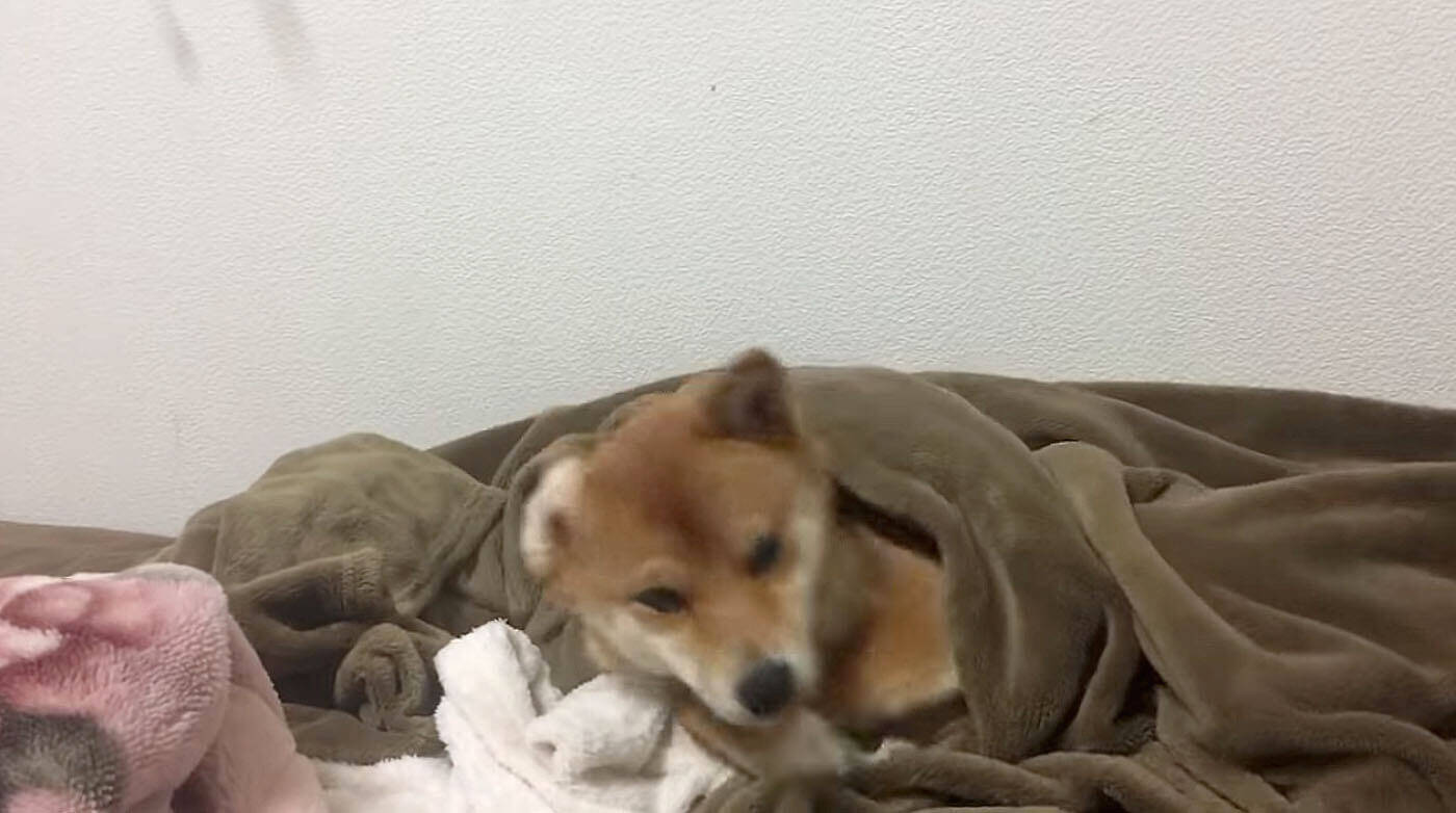 寝起きの柴犬に目を細めていたら 最後に 可愛すぎるオチ のおまけが こりゃどうしたってキュンだわ 動画 年1月23日 エキサイトニュース 3 3