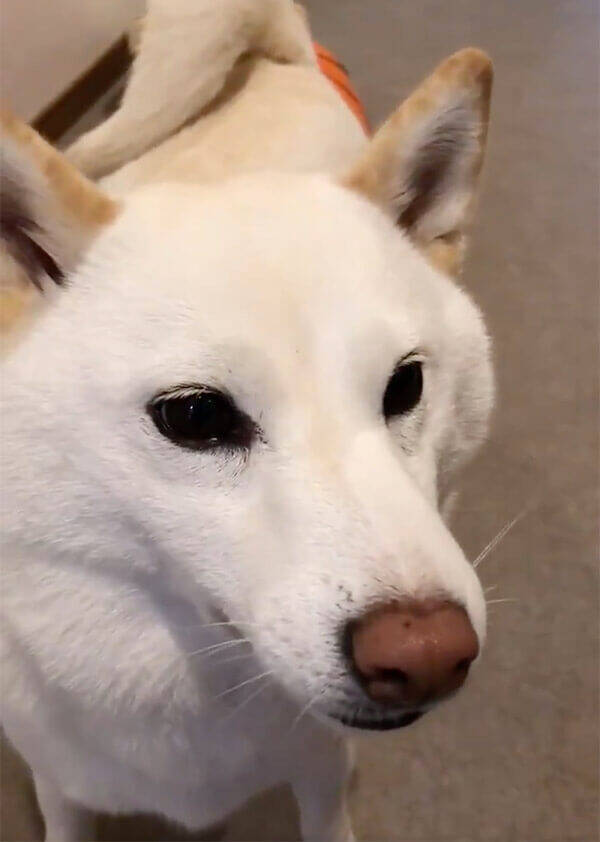 ﾌﾟｲ 分かりやす 柴犬のツンデレには 飼い主も降参するしかないのである でも それで良いのである 動画あり 年1月26日 エキサイトニュース