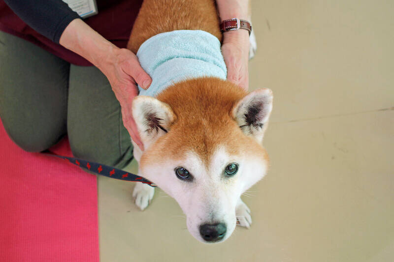 特集 柴を介護する 8 みんな 介護で悩んでいる 老犬介護士がすすめる笑顔の認知症対策 年1月30日 エキサイトニュース 3 6