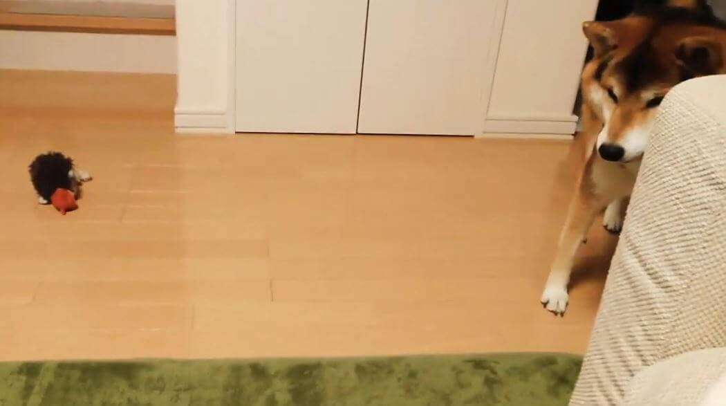 天敵の“コロコロ”から飼い主の物を守ろうとした柴犬。しかしそれがイタズラの戦いだと知り、拗ねる【動画】