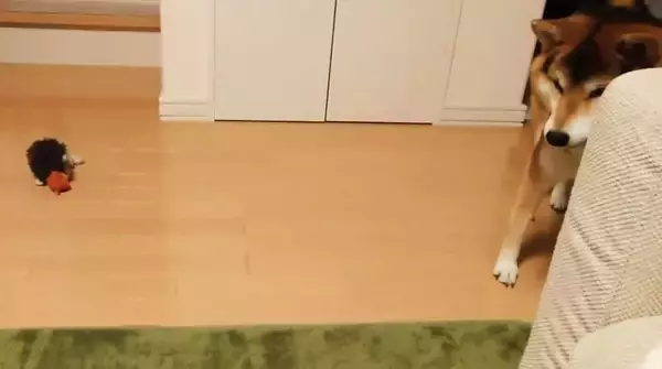 「天敵の“コロコロ”から飼い主の物を守ろうとした柴犬。しかしそれがイタズラの戦いだと知り、拗ねる【動画】」の画像