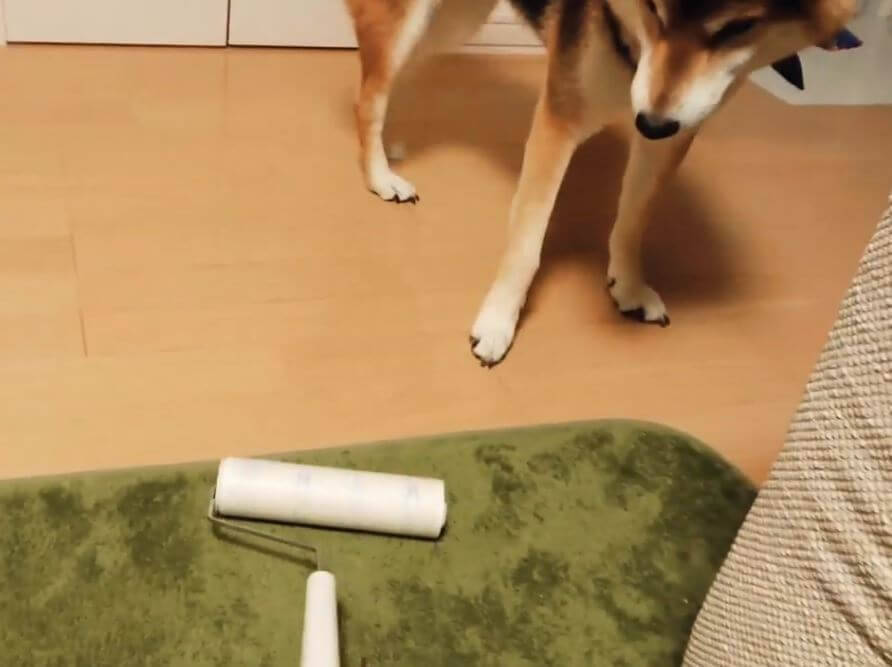 天敵の“コロコロ”から飼い主の物を守ろうとした柴犬。しかしそれがイタズラの戦いだと知り、拗ねる【動画】