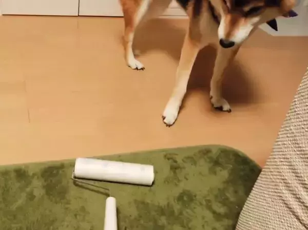 「天敵の“コロコロ”から飼い主の物を守ろうとした柴犬。しかしそれがイタズラの戦いだと知り、拗ねる【動画】」の画像