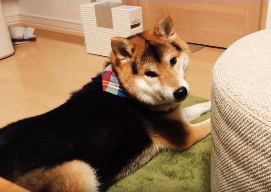 天敵の“コロコロ”から飼い主の物を守ろうとした柴犬。しかしそれがイタズラの戦いだと知り、拗ねる【動画】