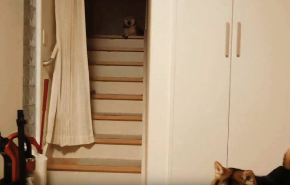 天敵の“コロコロ”から飼い主の物を守ろうとした柴犬。しかしそれがイタズラの戦いだと知り、拗ねる【動画】