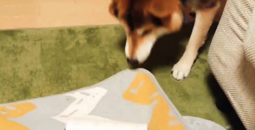 天敵の“コロコロ”から飼い主の物を守ろうとした柴犬。しかしそれがイタズラの戦いだと知り、拗ねる【動画】
