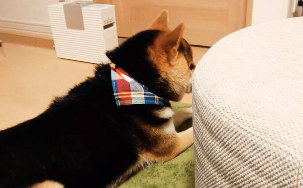 天敵の“コロコロ”から飼い主の物を守ろうとした柴犬。しかしそれがイタズラの戦いだと知り、拗ねる【動画】