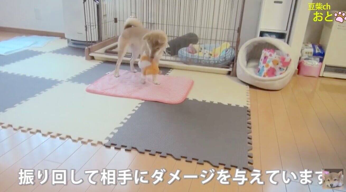 ワン 真似っこするぬいぐるみに対峙した柴犬 最終的に 全く想像外の結末を迎えたんだが 動画 年3月17日 エキサイトニュース 2 2