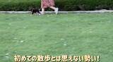 「生後3ヵ月の柴犬の初散歩が、かなりの堂々ぶり。しかし唯一足が止まった瞬間が、アノ相手に遭遇した時だった…！【動画】」の画像3